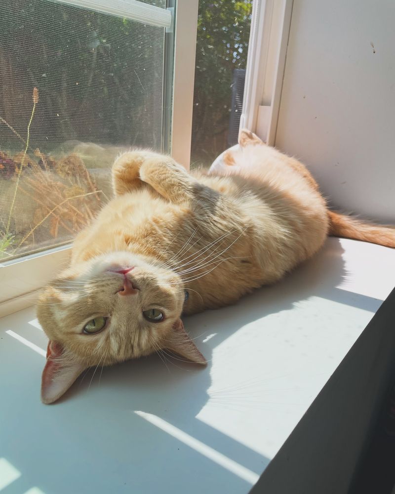 Belly Exposure Without Fear