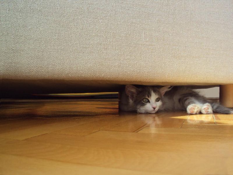 Beneath the Bed Dread