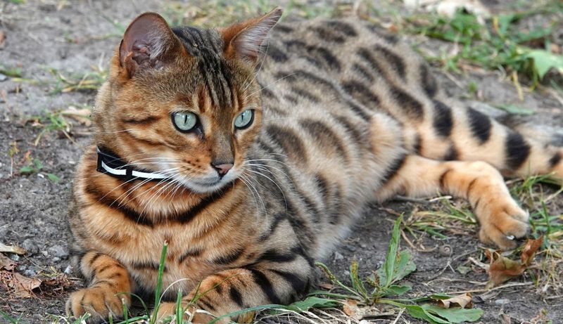 Bengal