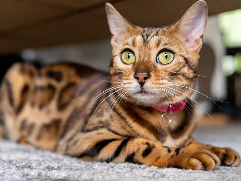 Bengal