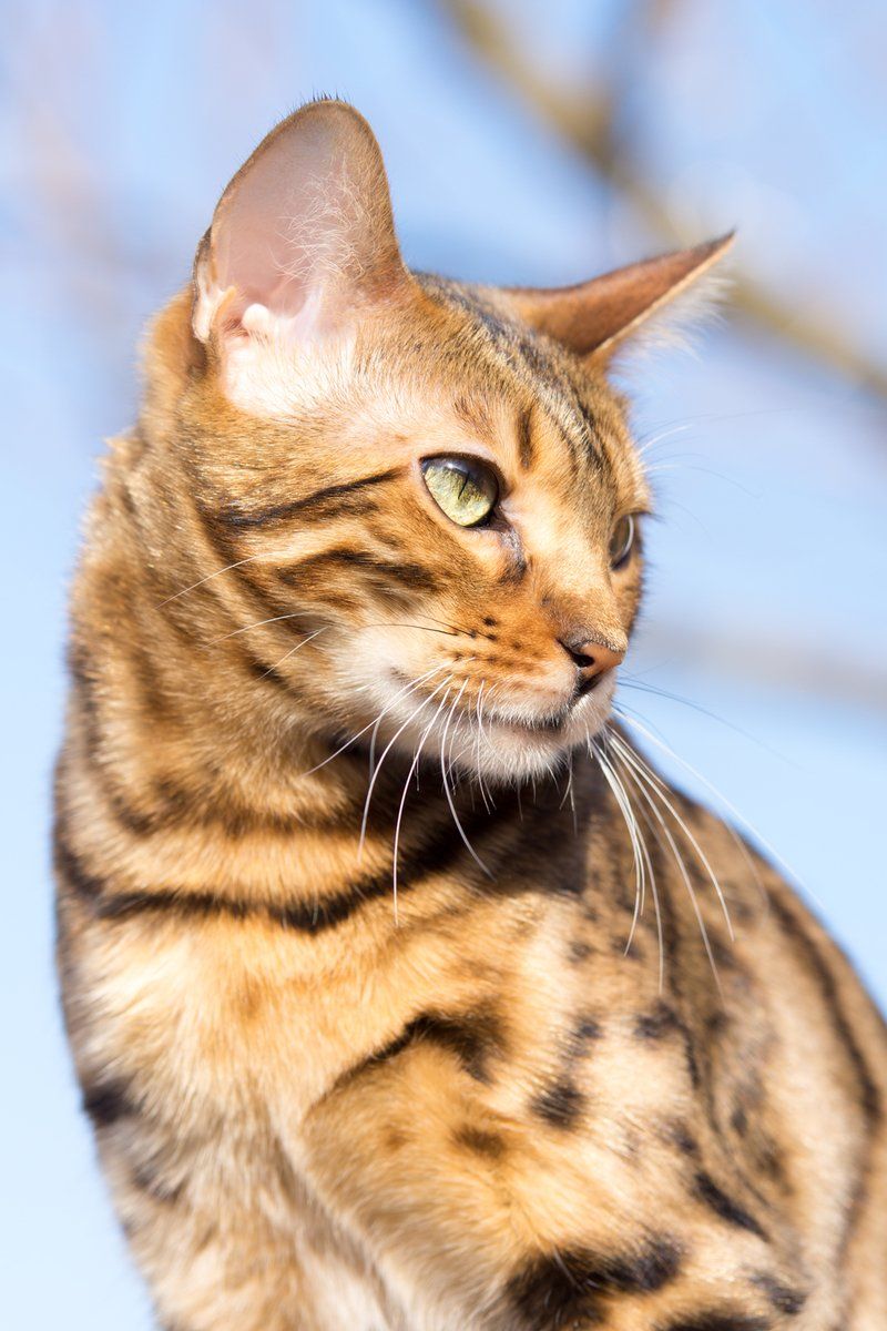 Bengal