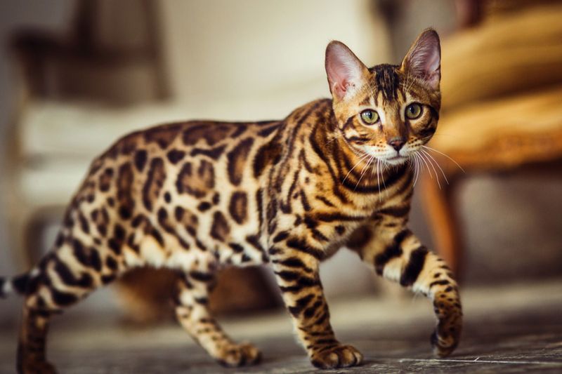 Bengal