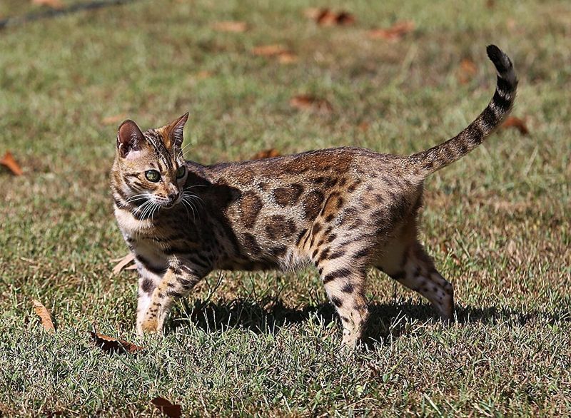 Bengal