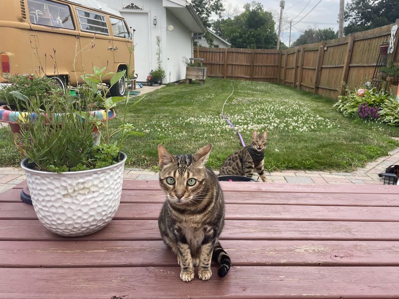 Bengal