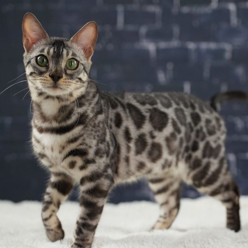 Bengal