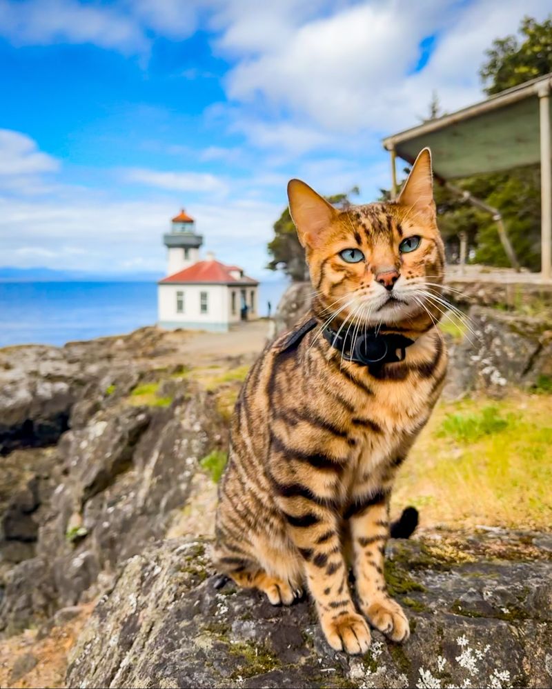 Bengal