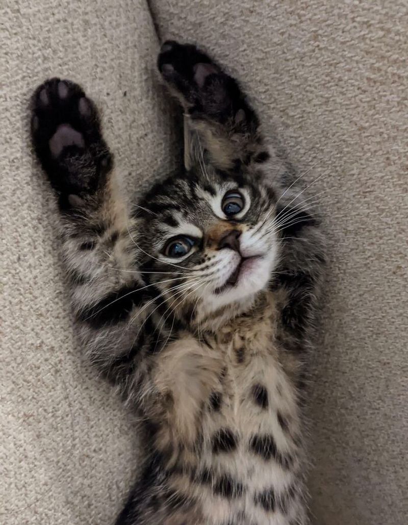 Bengal