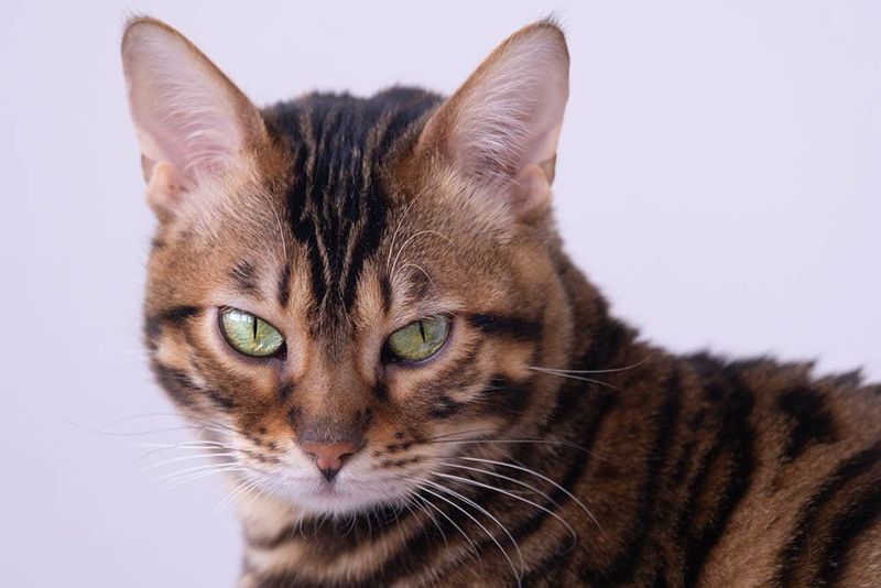Bengal