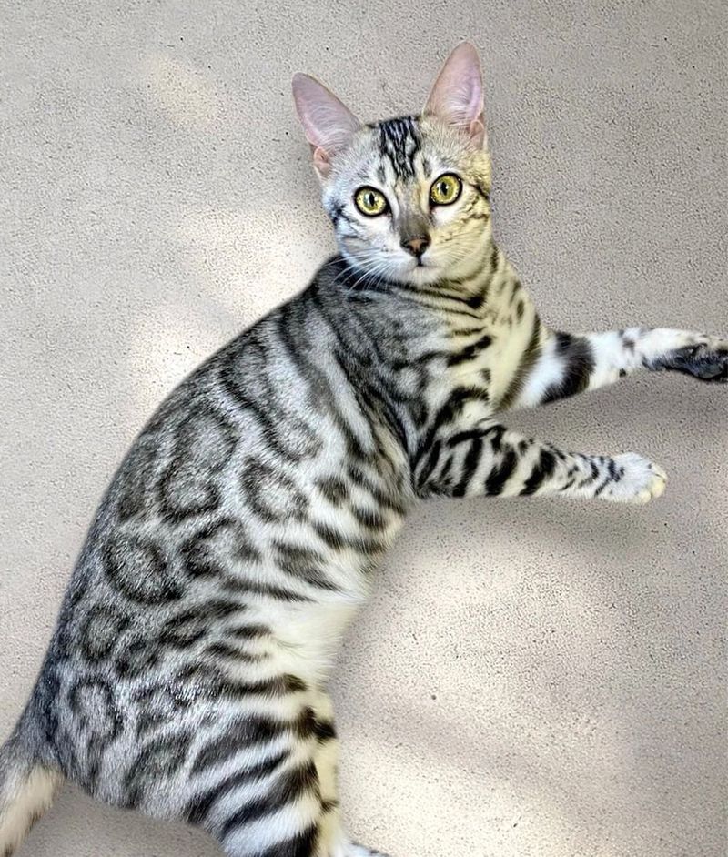Bengal