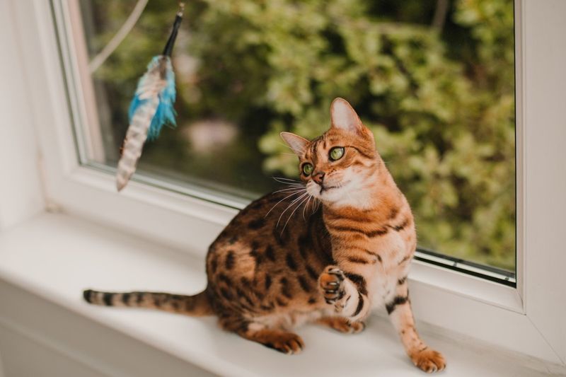 Bengal