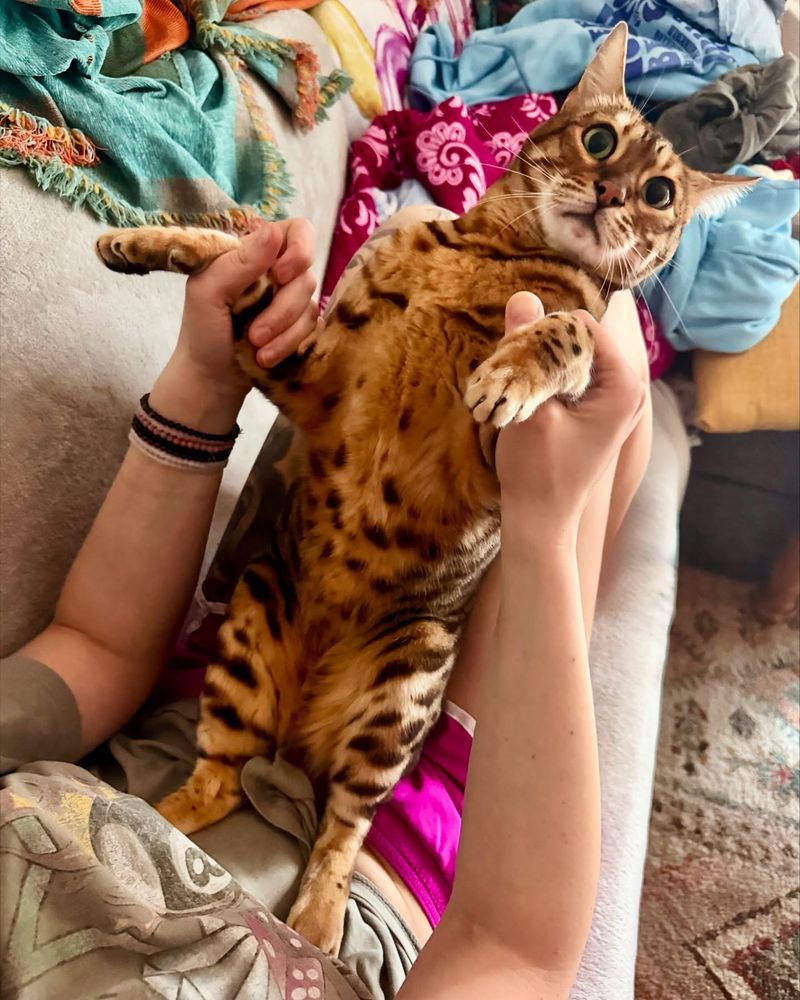 Bengal
