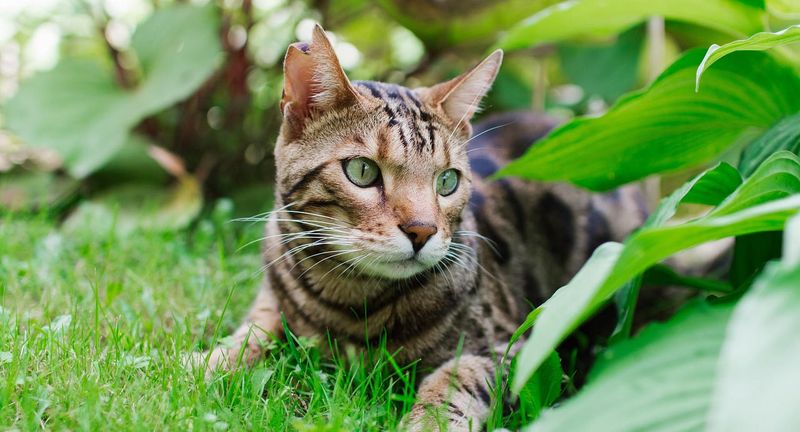 Bengal