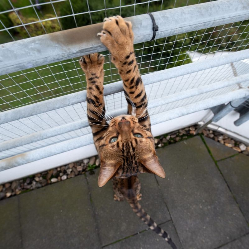 Bengal
