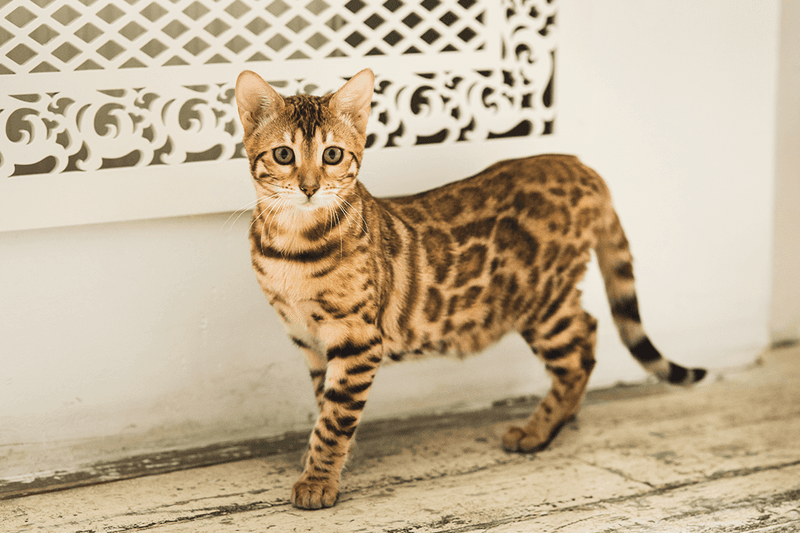 Bengal