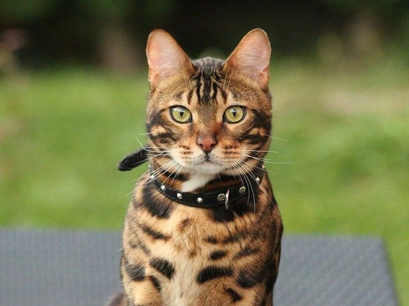 Bengal