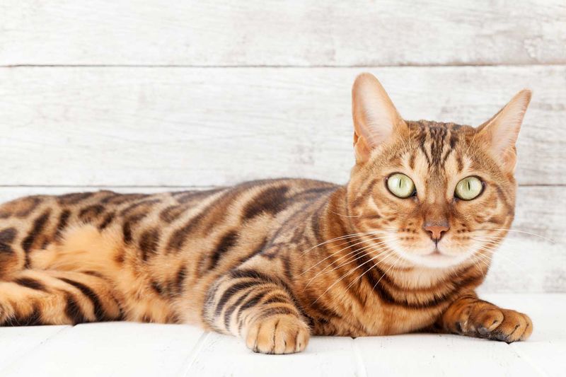 Bengal