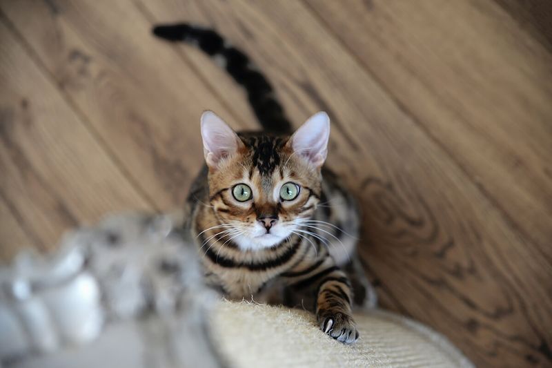 Bengal