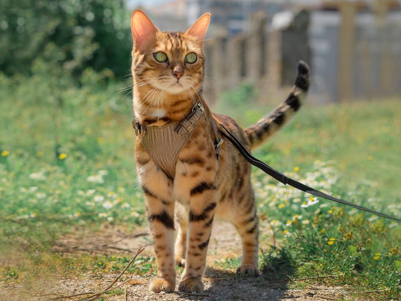 Bengal