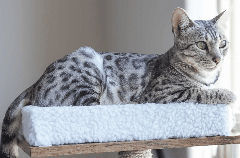 Bengal