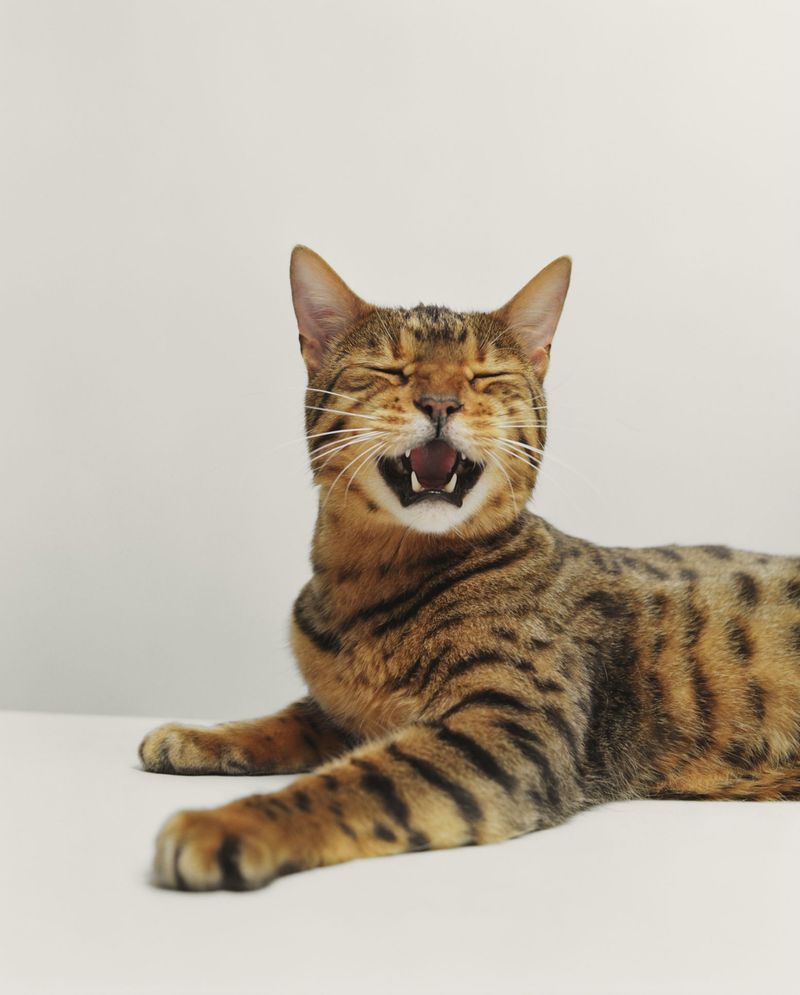 Bengal