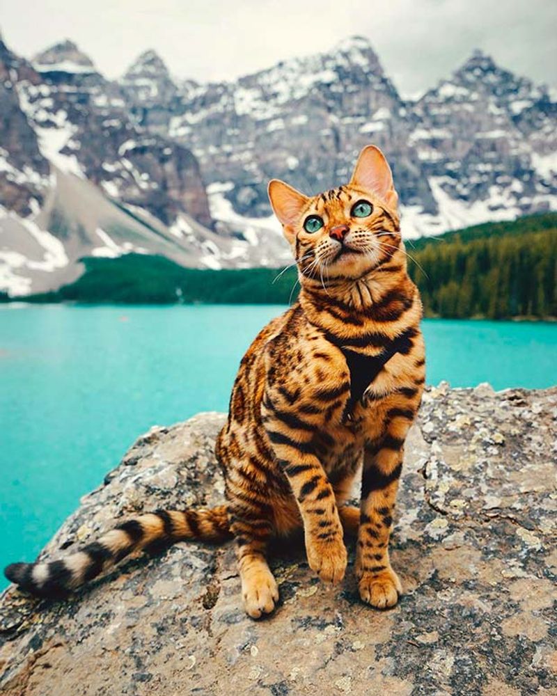 Bengal