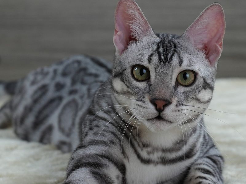 Bengal