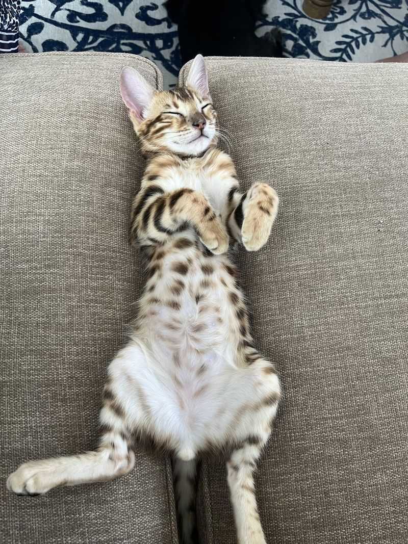 Bengal