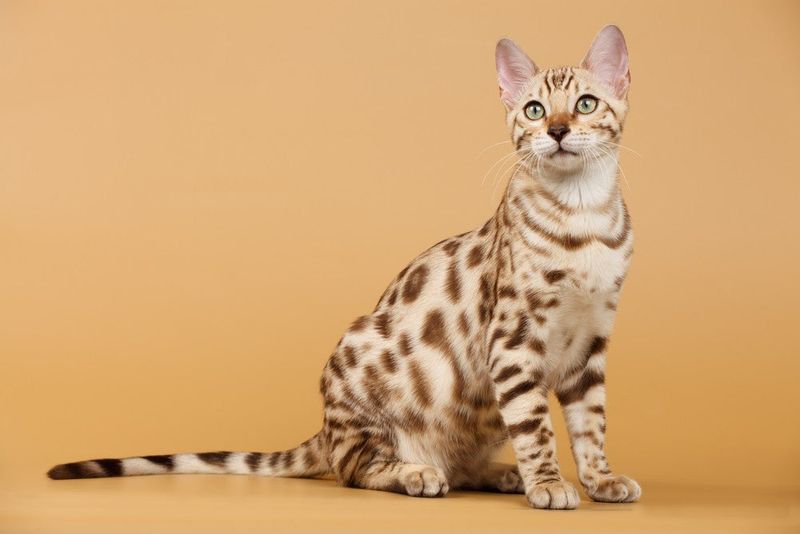 Bengal