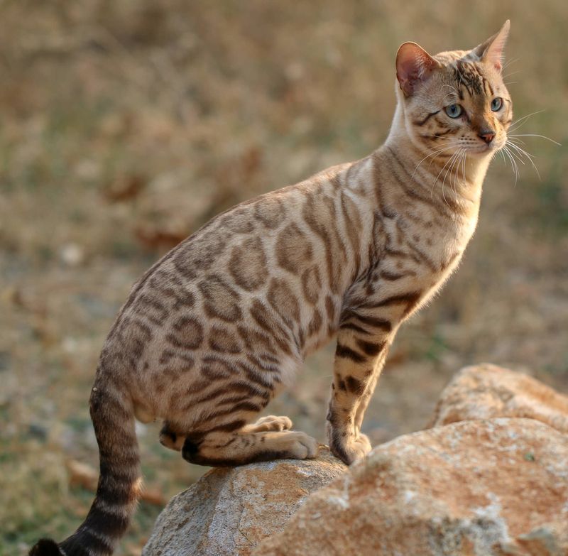 Bengal