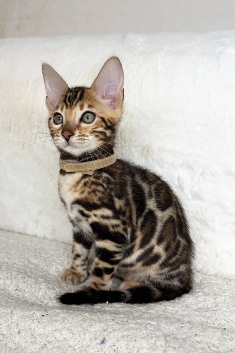 Bengal
