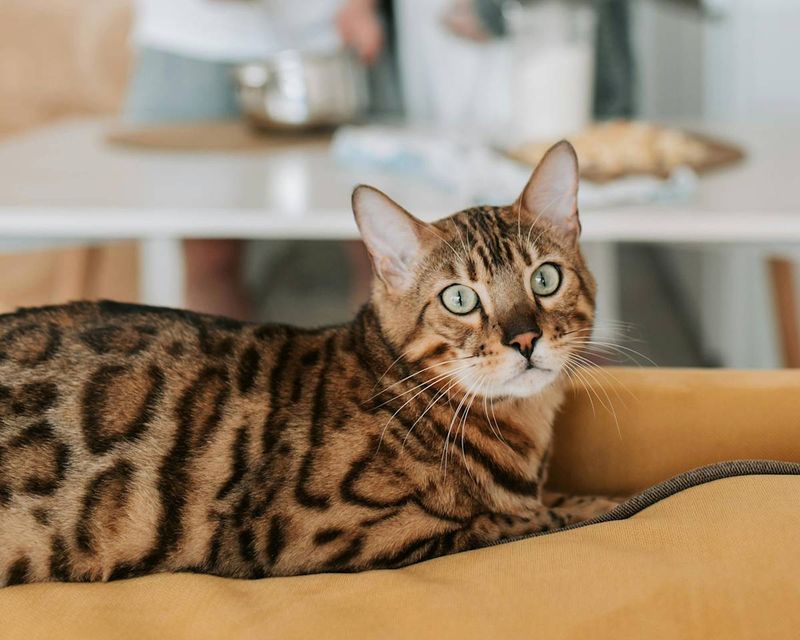 Bengal