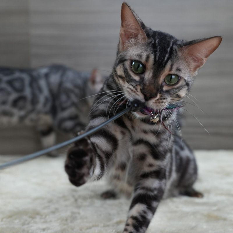 Bengal