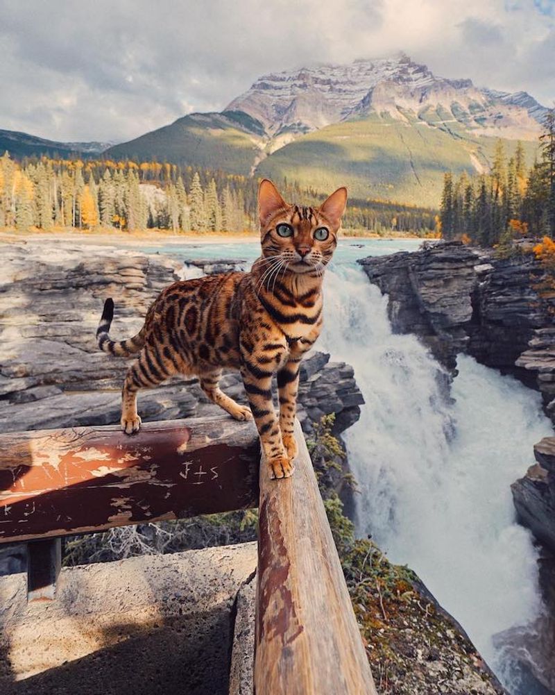 Bengal