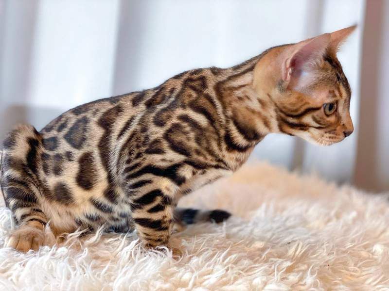 Bengal Cat
