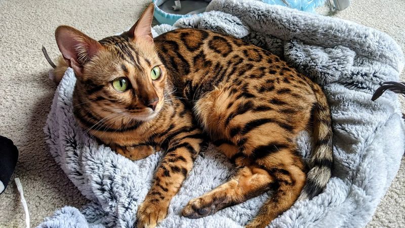 Bengal Cat