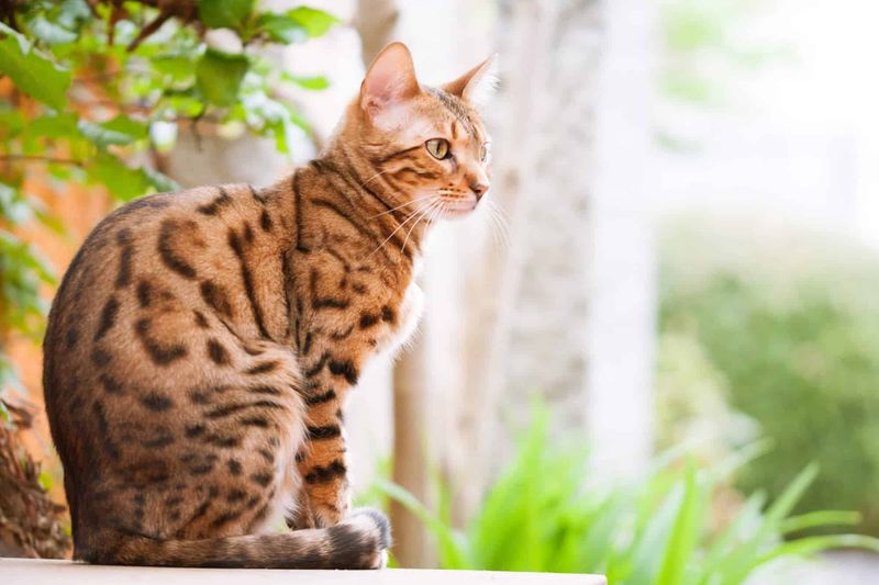 Bengal Cats