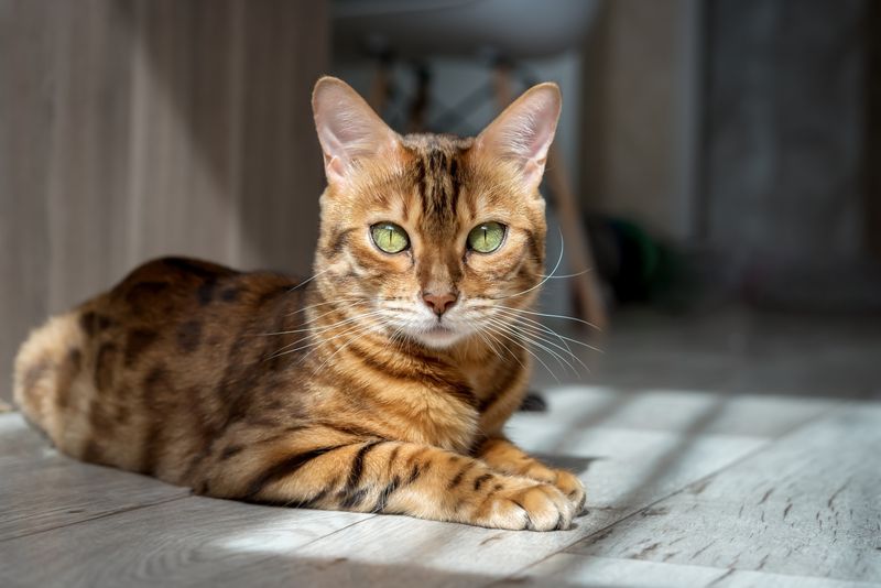 Bengal Cats