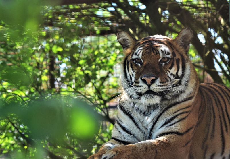 Bengal Tiger