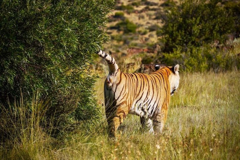 Bengal Tiger: Solitary Sovereign