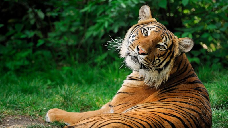 Bengal Tiger