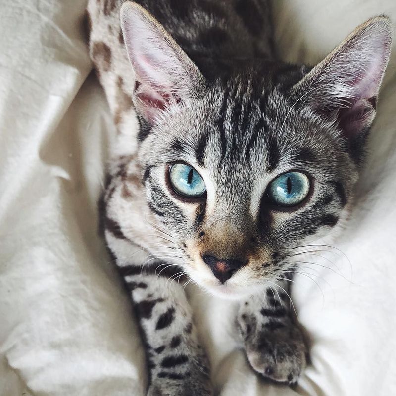 Bengal