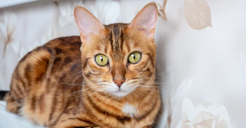 Bengal