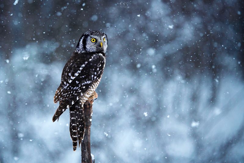 Birds of Prey