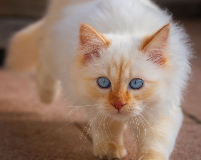 Birman – Liora