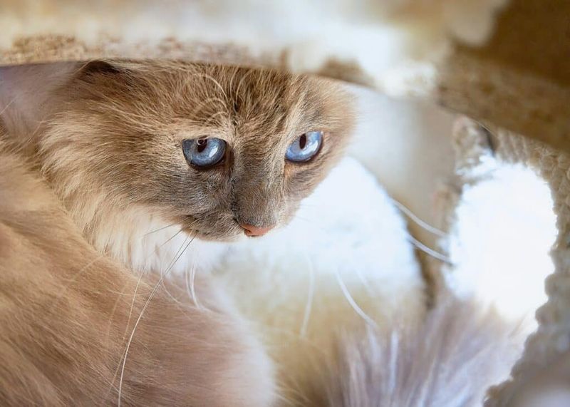 Birman