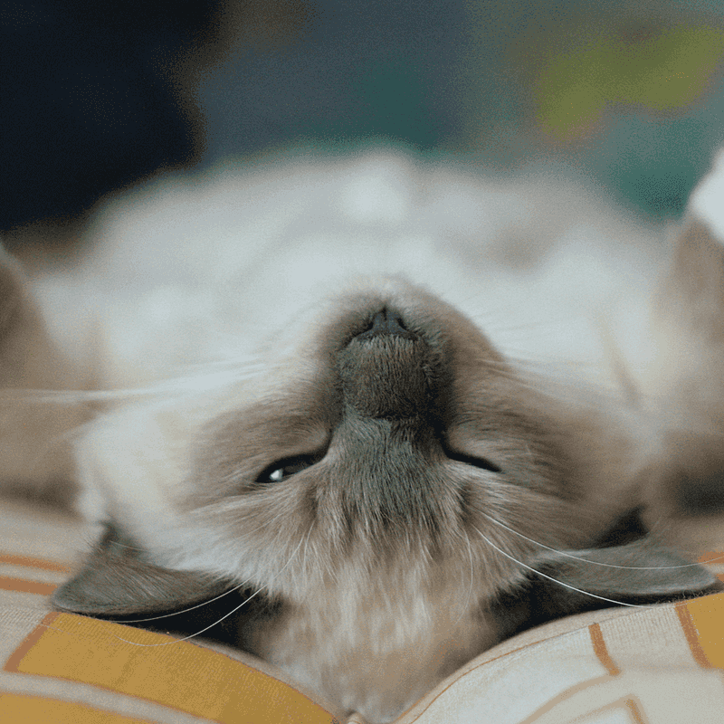 Birman