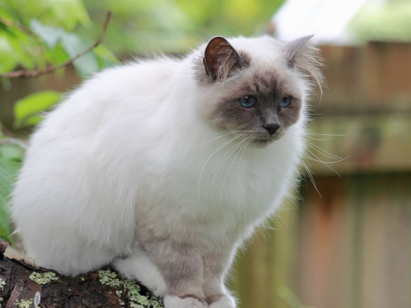 Birman