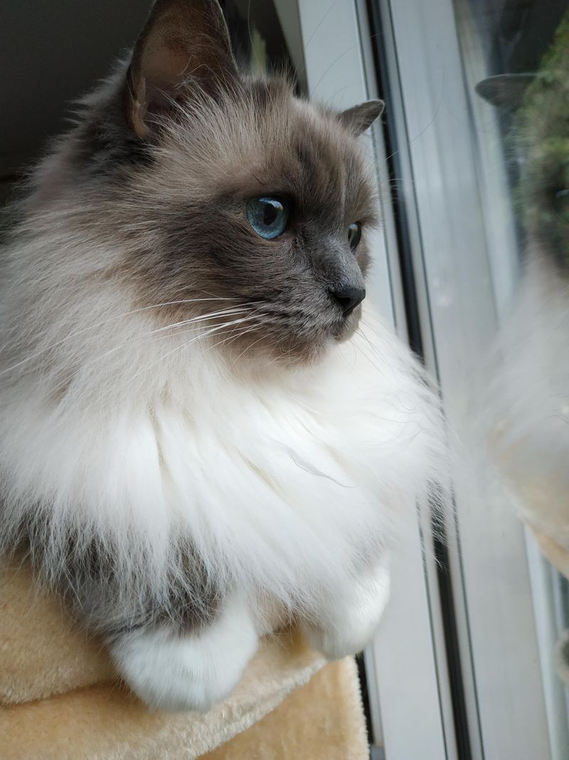 Birman
