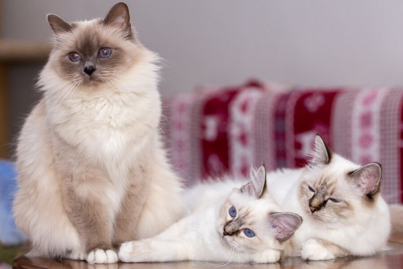 Birman