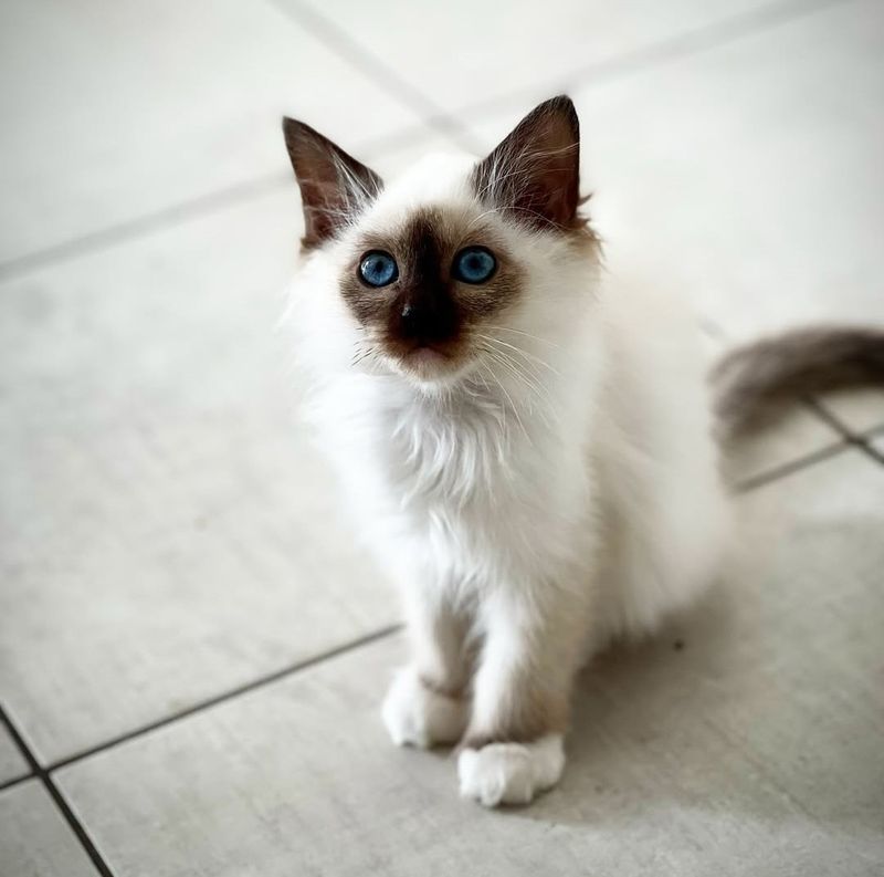Birman